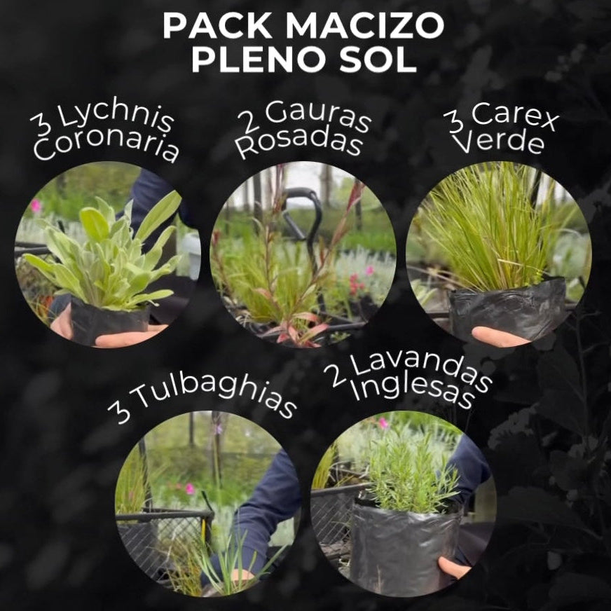 Pack Macizo Pleno Sol