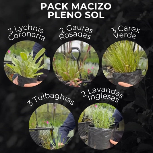 Pack Macizo Pleno Sol
