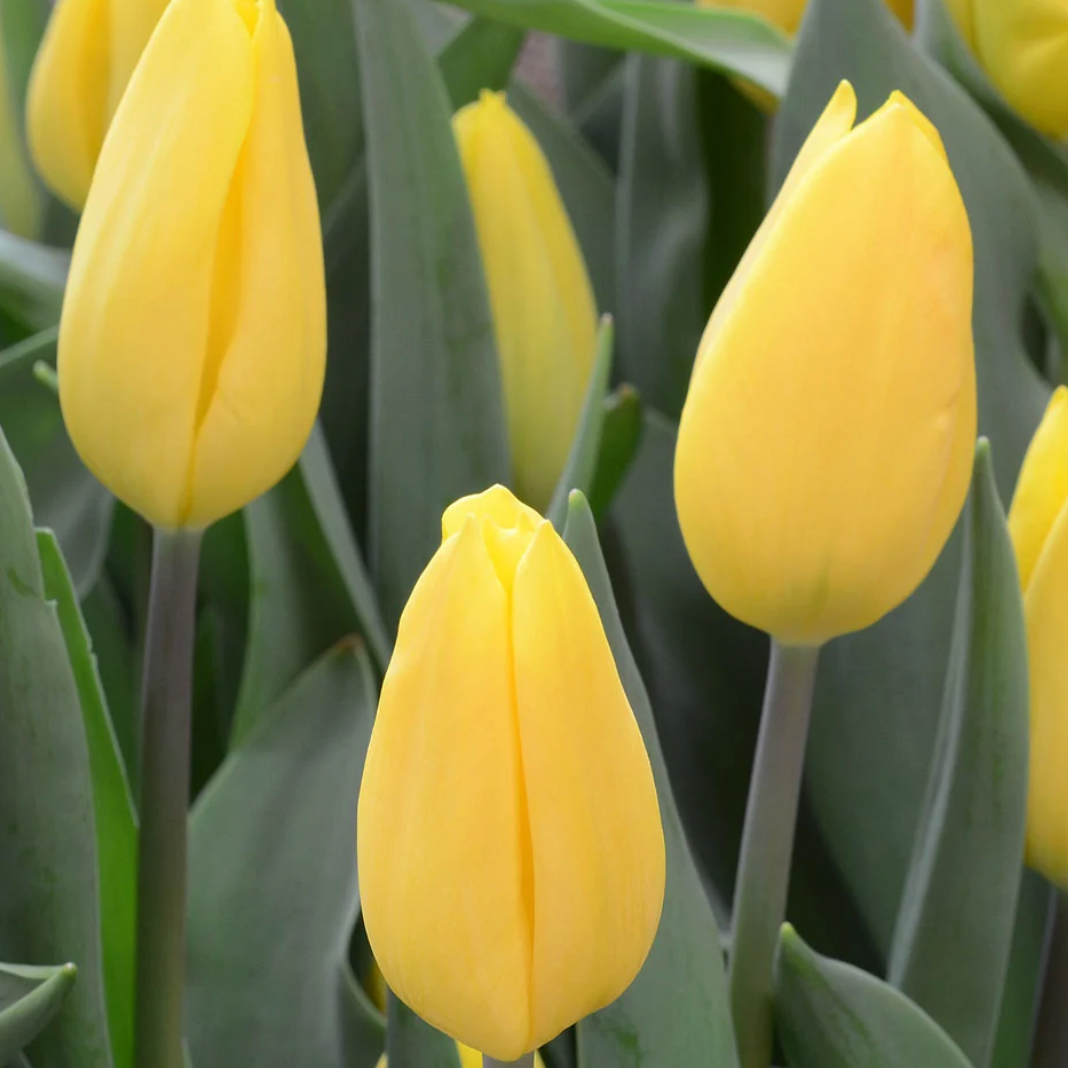 Tulipán Stron Gold
