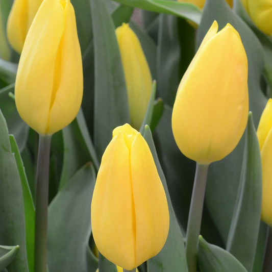 Tulipán Stron Gold