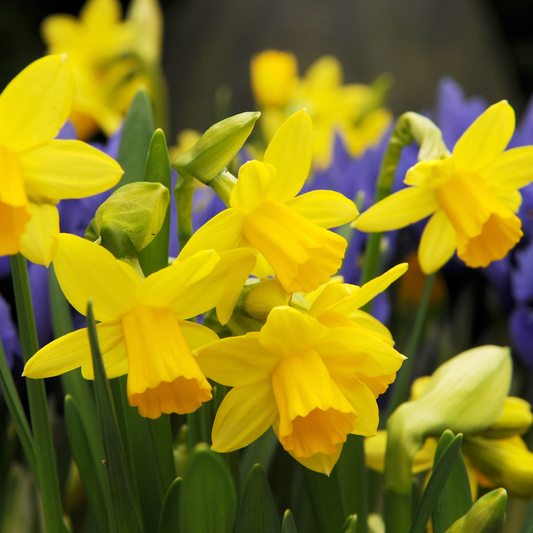 Narciso Tete a Tete
