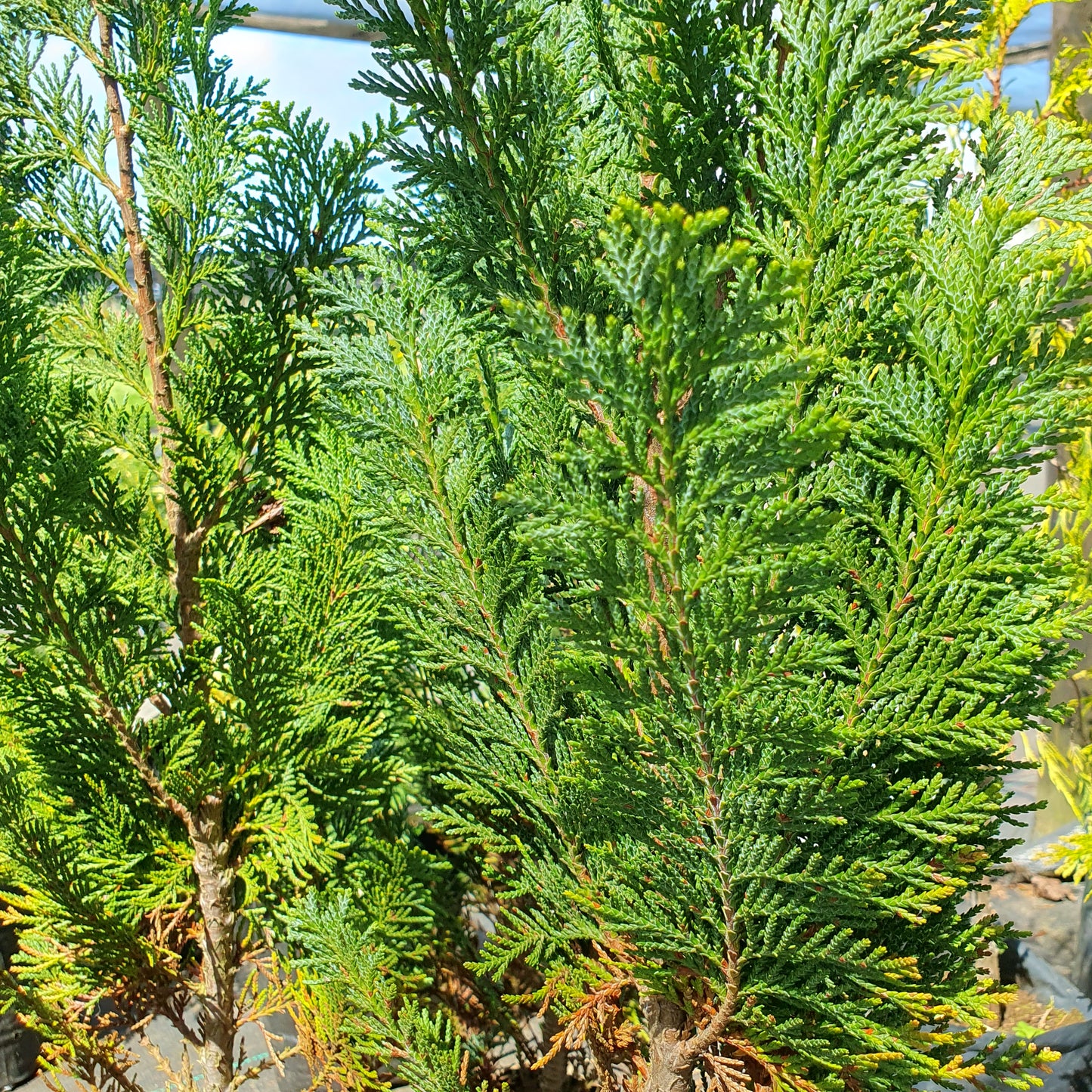 Thuja verde