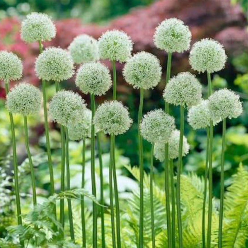 Allium Mount Everest