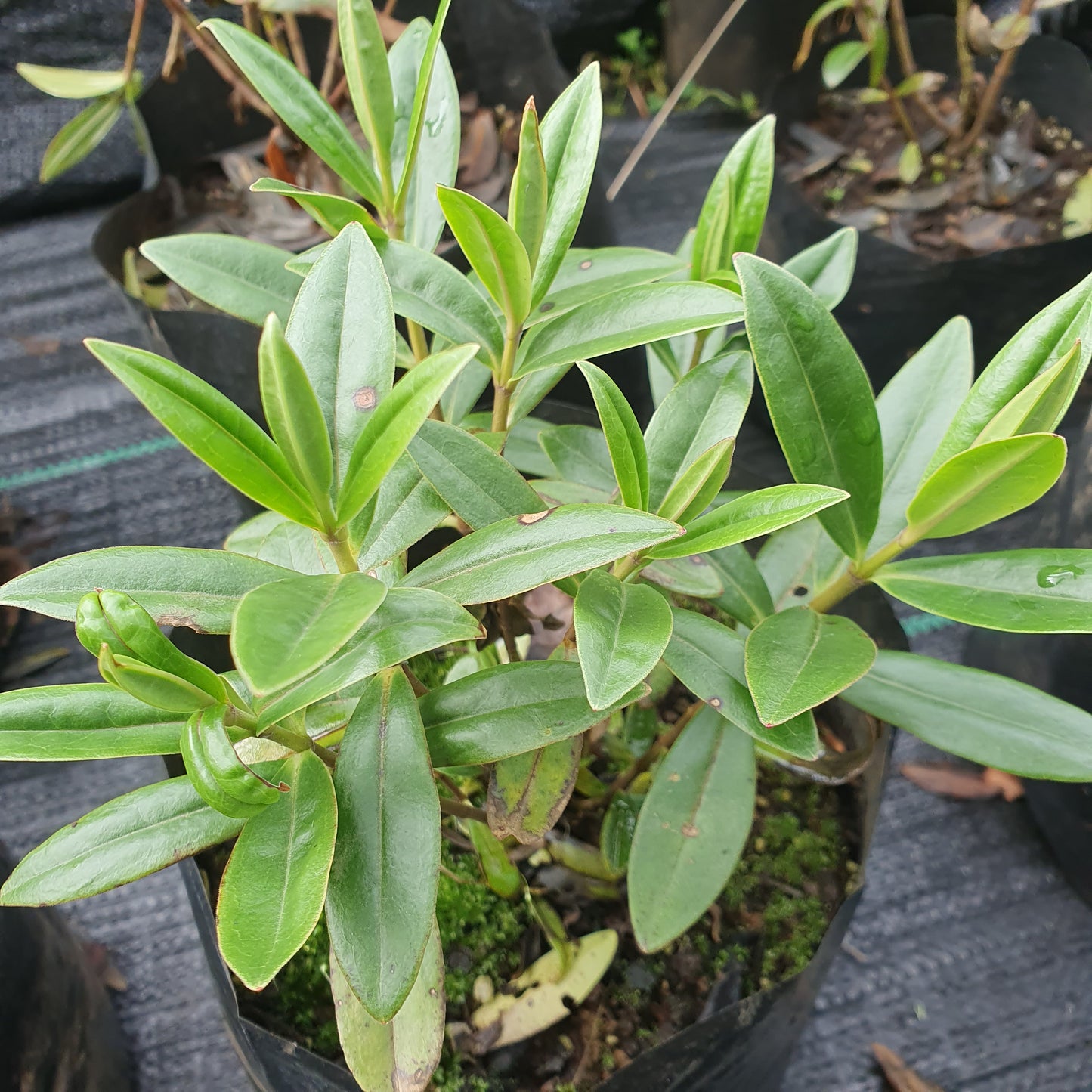 Verónica buxifolia