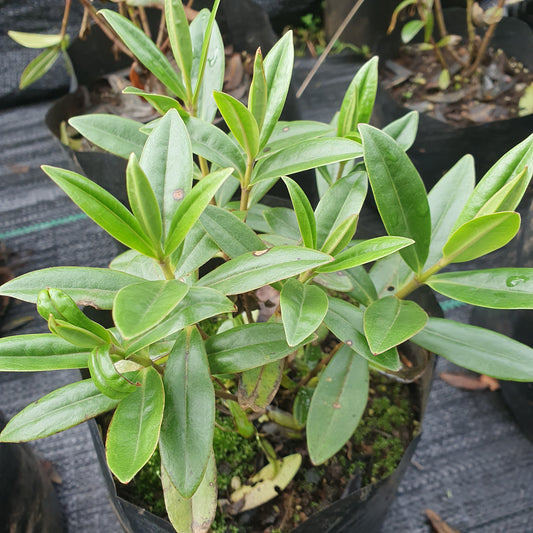 Verónica buxifolia