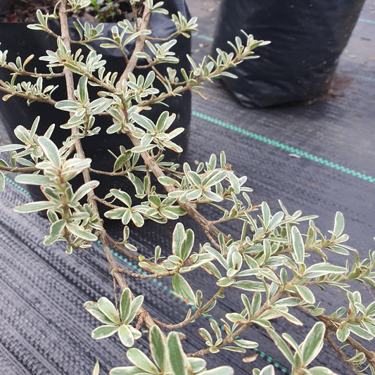 Coprosma kirki