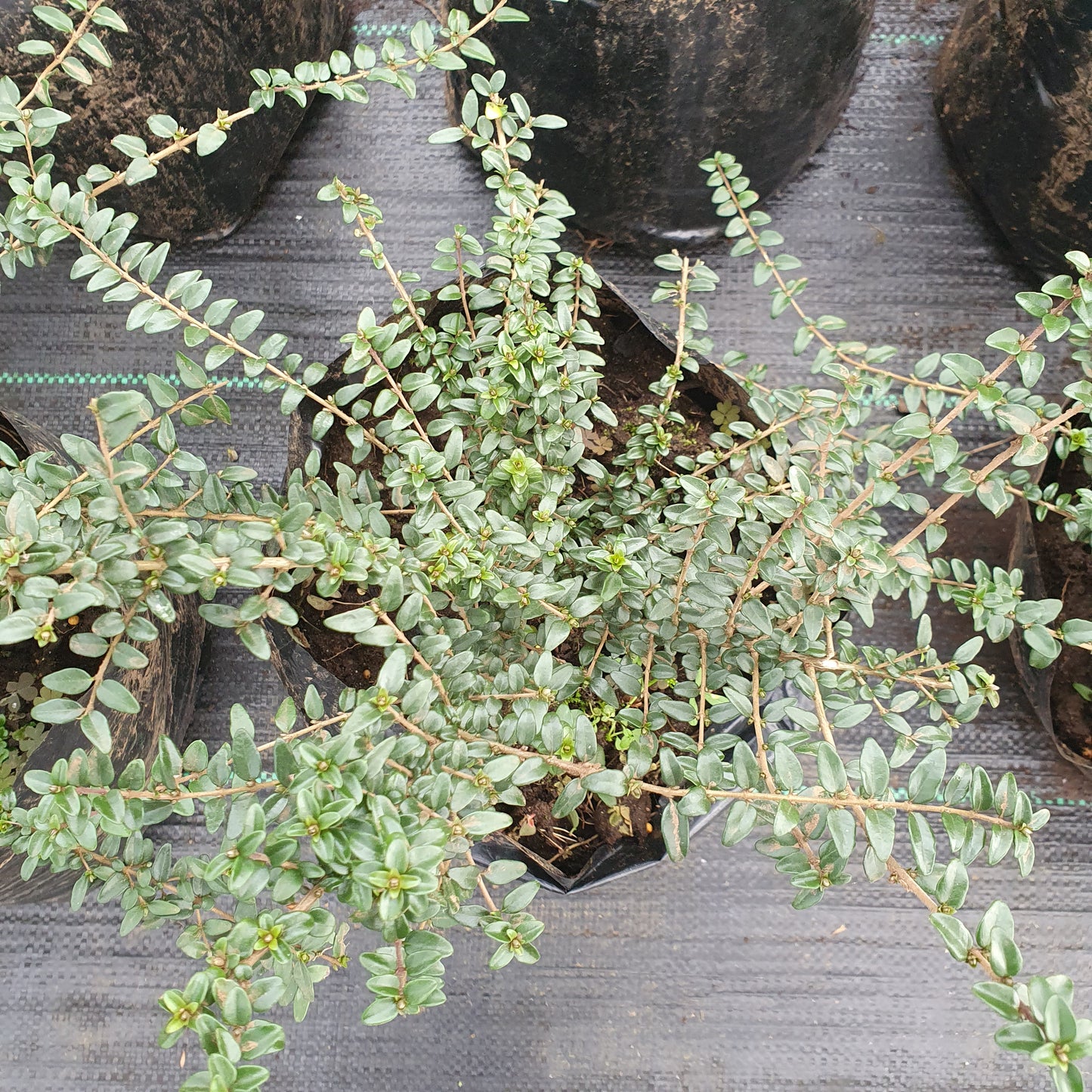 Lonicera verde