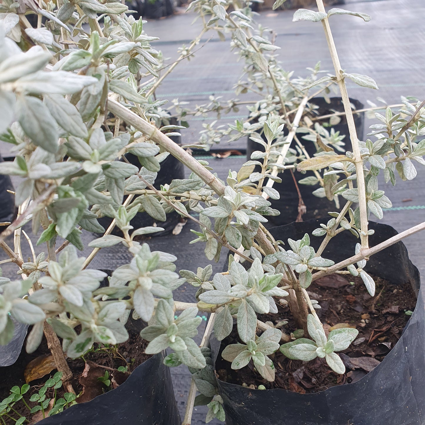 Teucrium fruticans