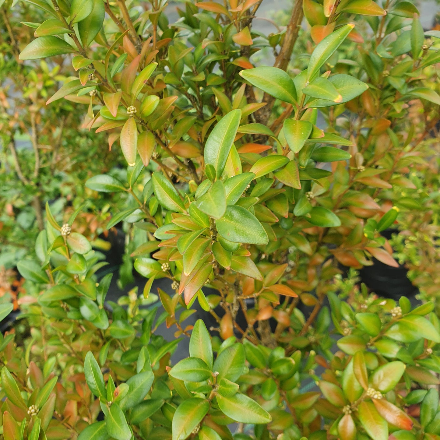 Boj verde