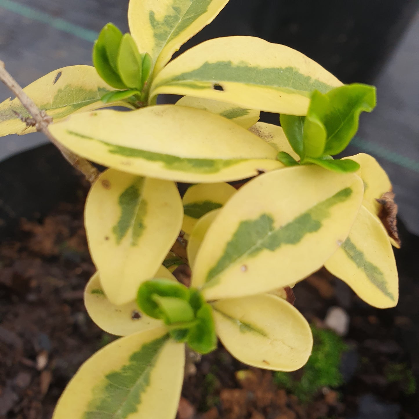 Ligustrina variegada