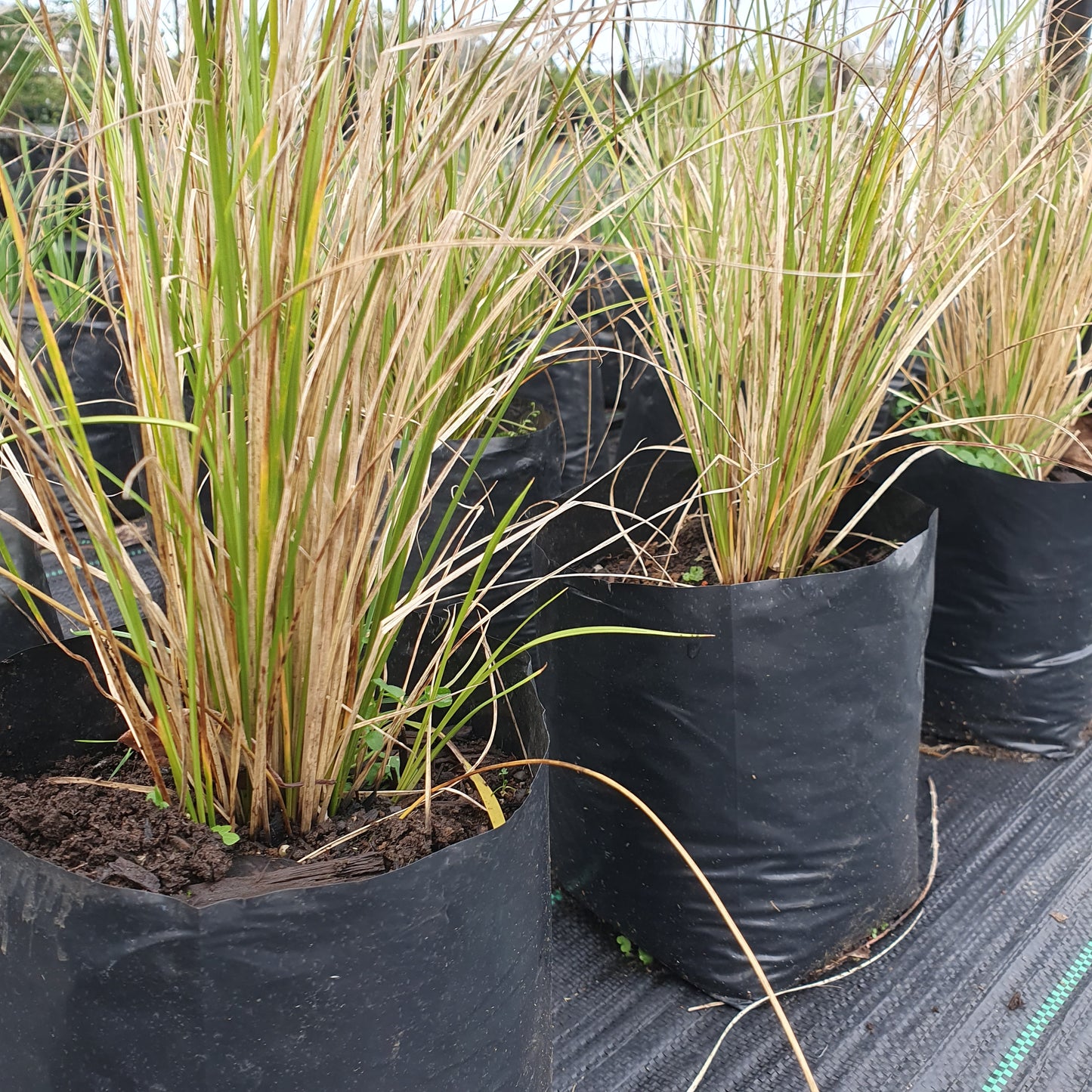 Carex
