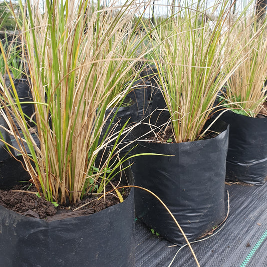 Carex