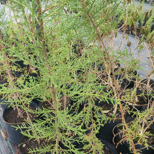 Ciprés macrocarpa