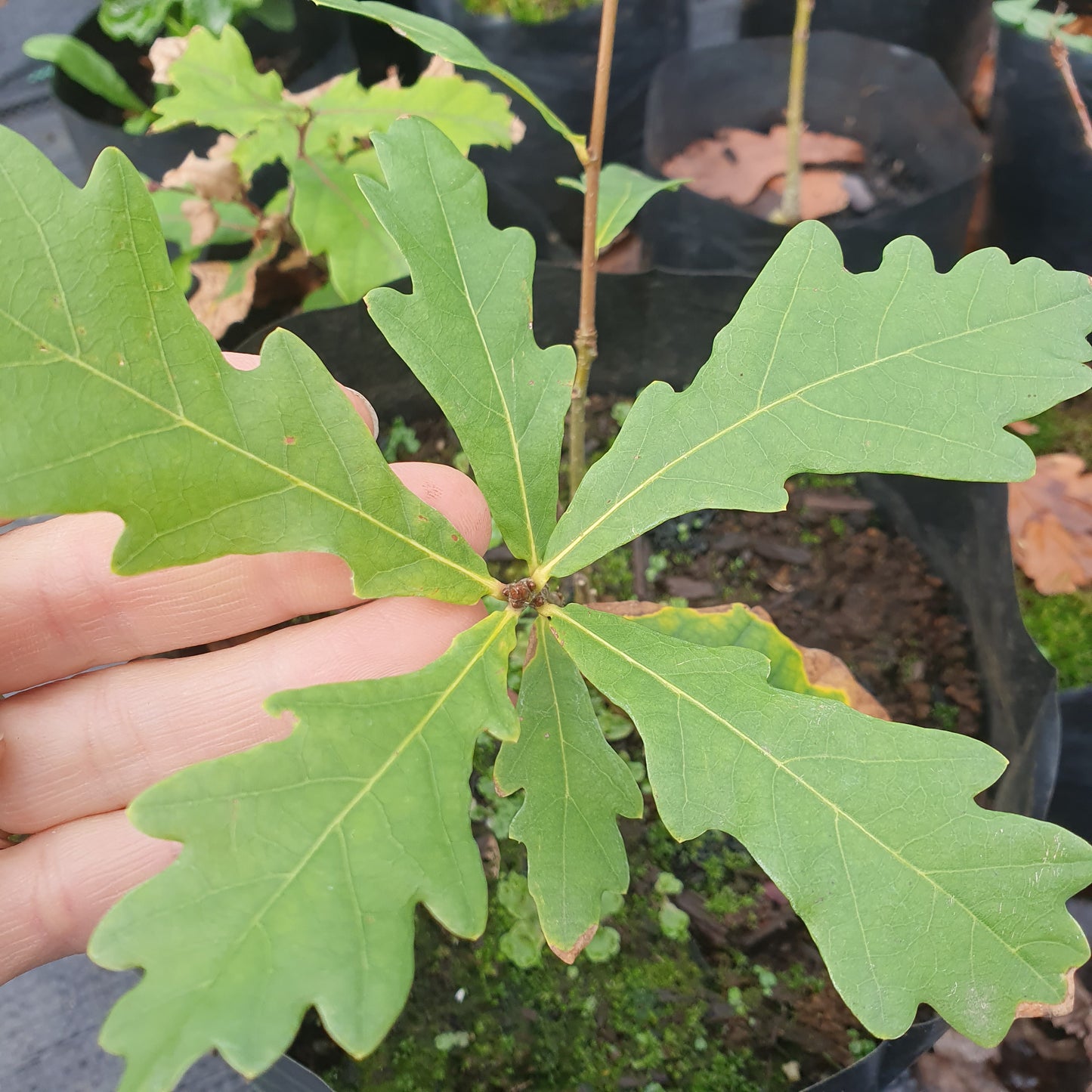 Quercus