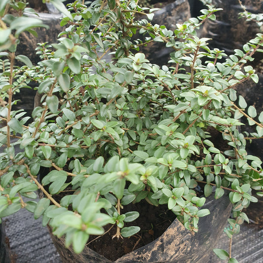 Lonicera verde