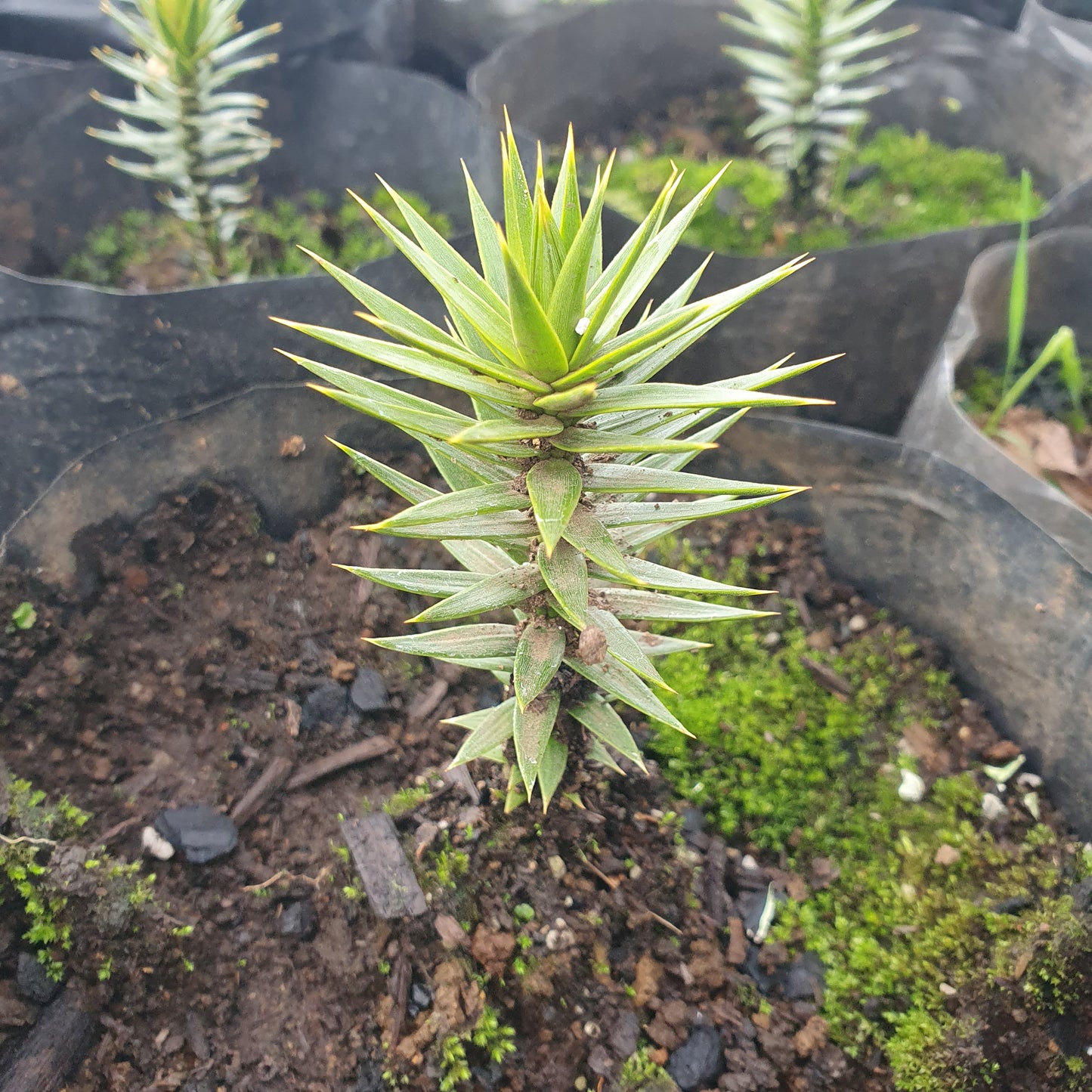 Araucaria