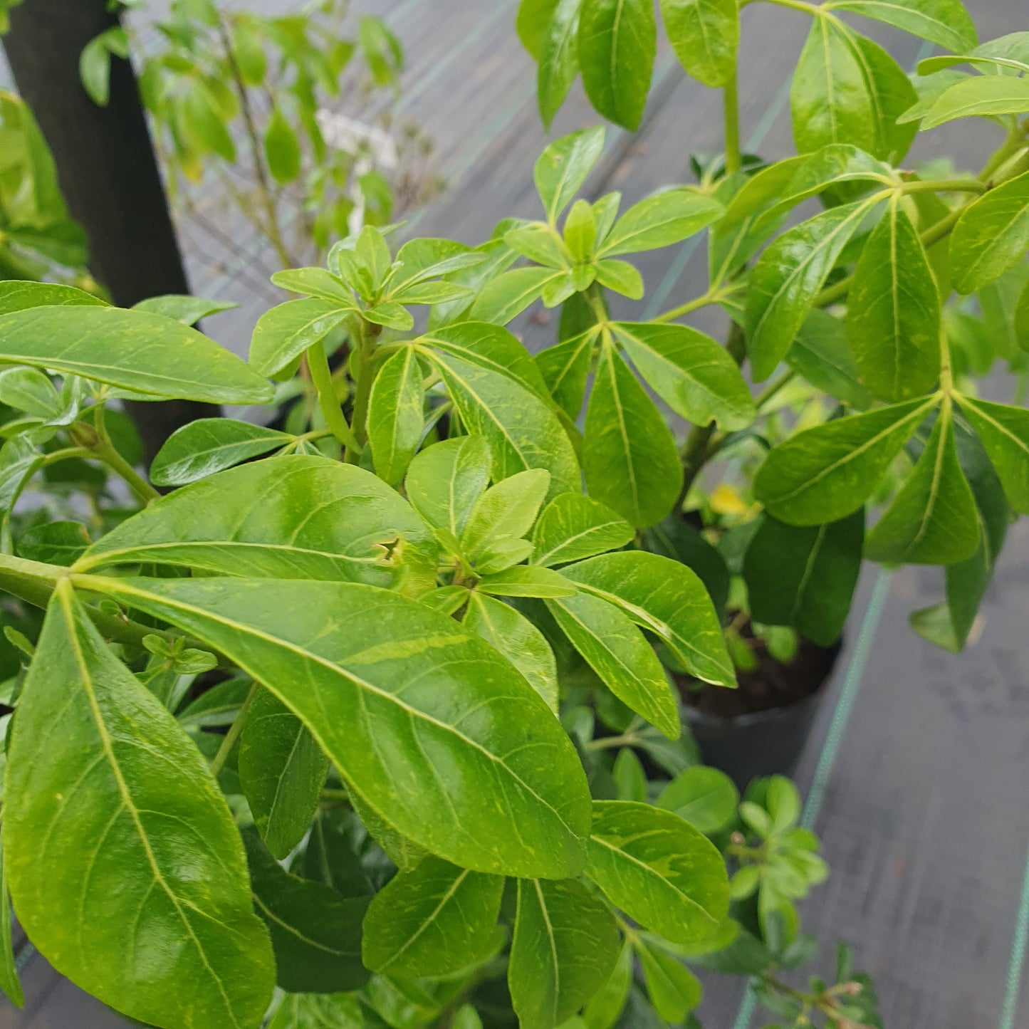 Choysia ternata