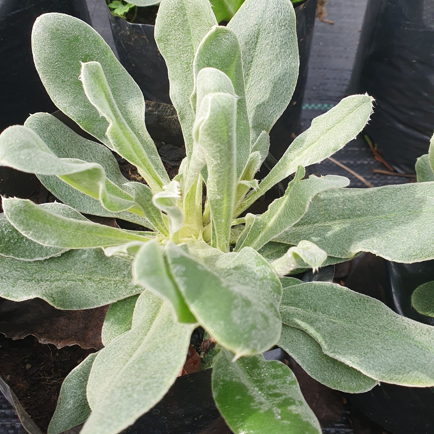 Clavel lanudo