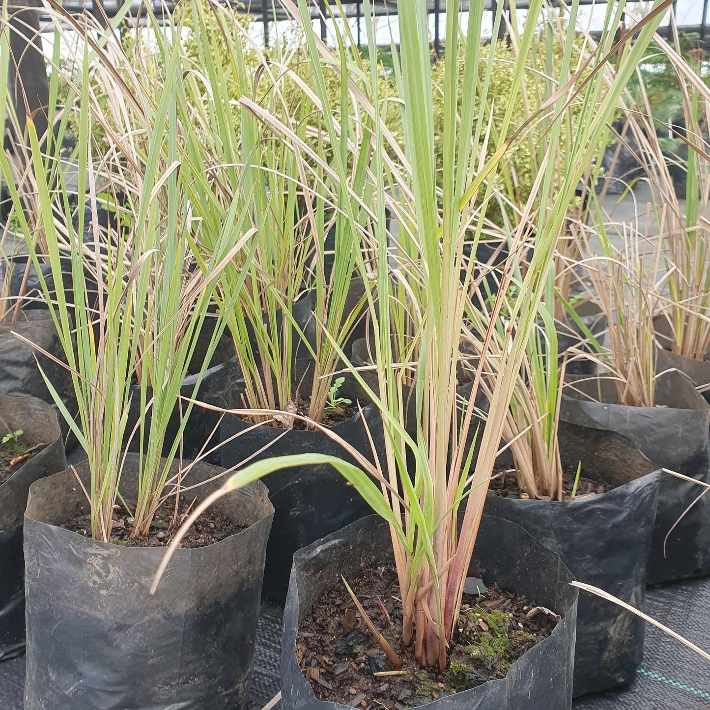 Paspalum
